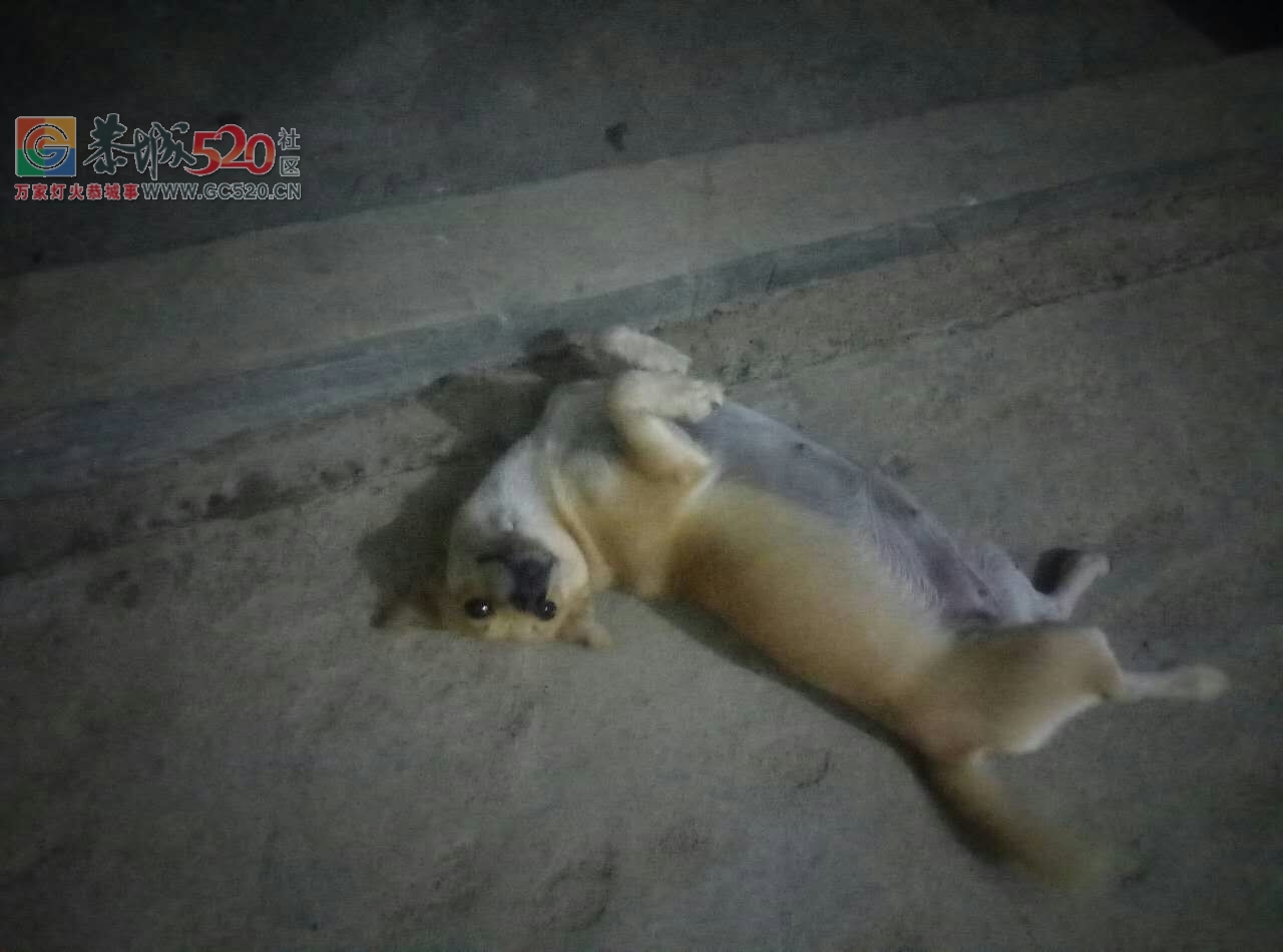 丟失中华田园犬〈土狗)一年三个月大，有身孕四十五天，有见到请告知，有奖金三百元202 / 作者:分类小编 / 帖子ID:236335