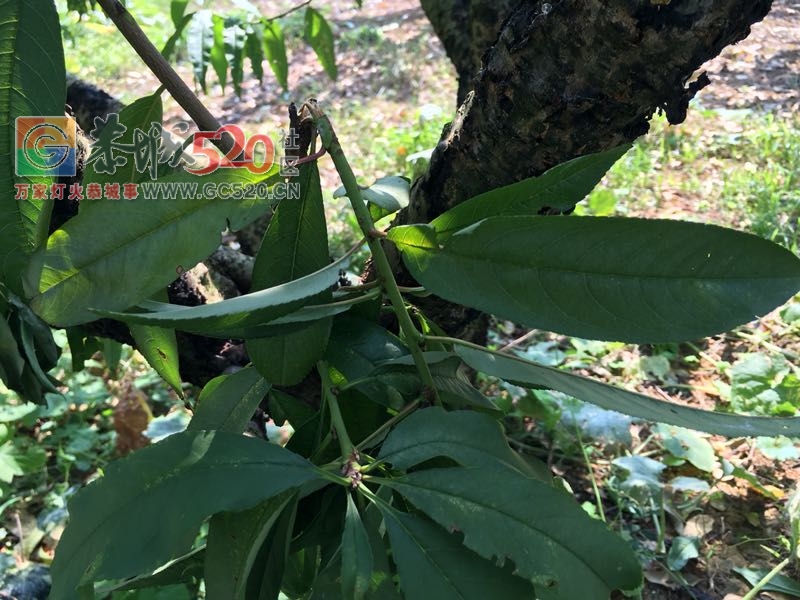 扣桃胶的人，把桃树潜规则了怎么办582 / 作者:234340932 / 帖子ID:237003