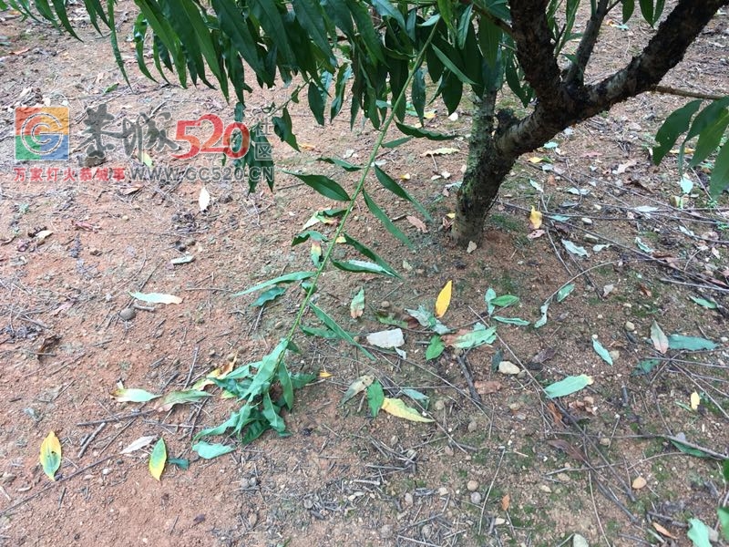 扣桃胶的人，把桃树潜规则了怎么办309 / 作者:234340932 / 帖子ID:237003