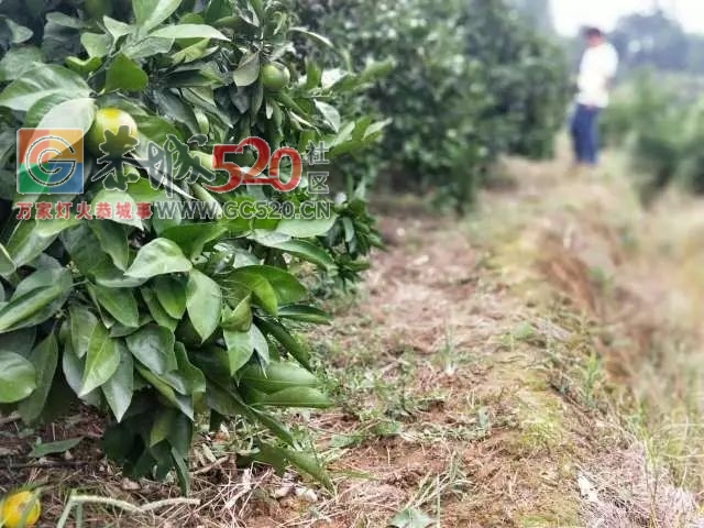 恭城的“蜜柑”熟了！ 边摘边吃，还是小时候的味道！708 / 作者:社区小编 / 帖子ID:237168