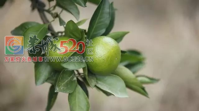 恭城的“蜜柑”熟了！ 边摘边吃，还是小时候的味道！928 / 作者:社区小编 / 帖子ID:237168