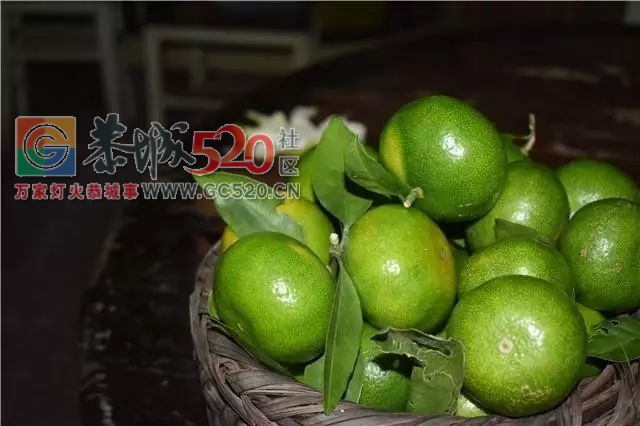 恭城的“蜜柑”熟了！ 边摘边吃，还是小时候的味道！329 / 作者:社区小编 / 帖子ID:237168