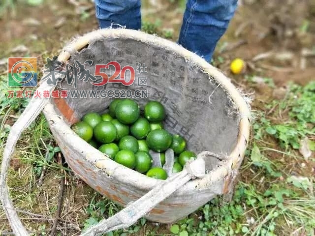 恭城的“蜜柑”熟了！ 边摘边吃，还是小时候的味道！478 / 作者:社区小编 / 帖子ID:237168