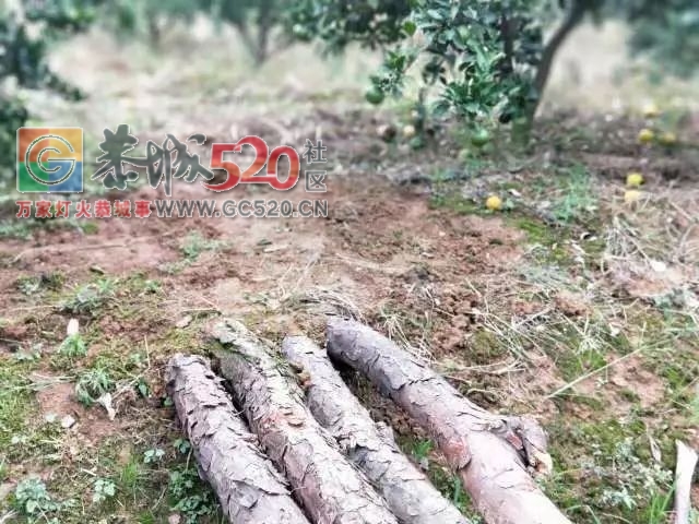 恭城的“蜜柑”熟了！ 边摘边吃，还是小时候的味道！123 / 作者:社区小编 / 帖子ID:237168