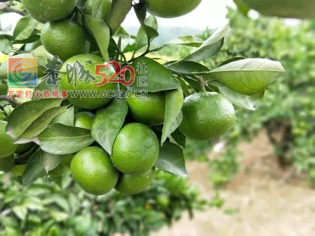 恭城的“蜜柑”熟了！ 边摘边吃，还是小时候的味道！452 / 作者:社区小编 / 帖子ID:237168