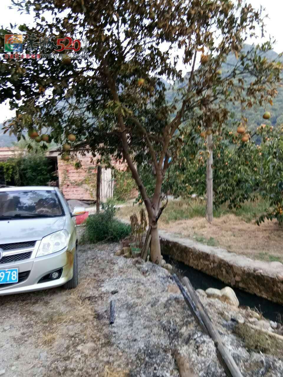 气愤！同事家的车子被人恶意放火烧了！！59 / 作者:红花绿叶 / 帖子ID:237282