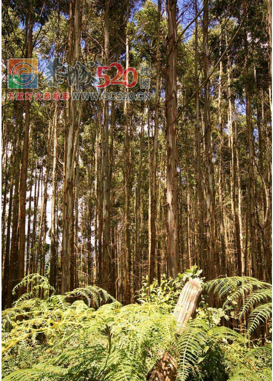 桉树林整片150亩转让 接手即获利   [98 / 作者:移不动 / 帖子ID:237361