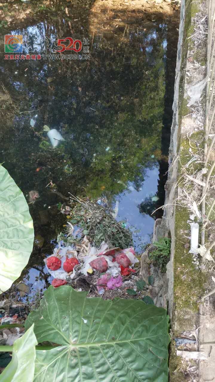 西岭乡下宋村委龙岩自然村垃圾成堆无人清理！垃圾费照收！577 / 作者:脚踏实地 / 帖子ID:237393