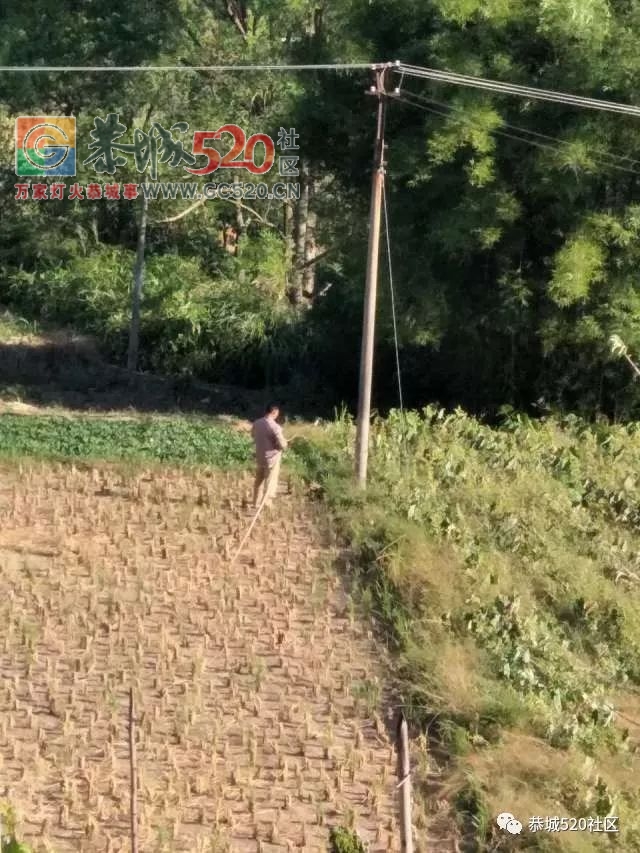 燕新路一树木倒在路上望及时处理|高洲一男子私自接电用于抽水520 / 作者:社区小编 / 帖子ID:237715