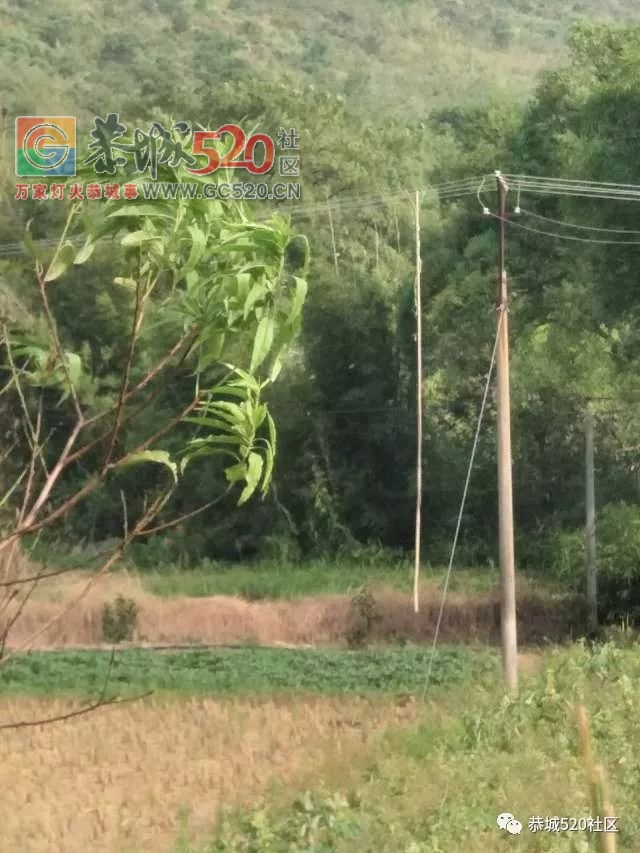 燕新路一树木倒在路上望及时处理|高洲一男子私自接电用于抽水698 / 作者:社区小编 / 帖子ID:237715