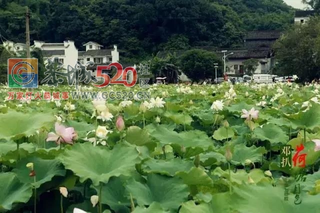 广西首个被联合国点名！桂林恭城你牛逼得很有底气585 / 作者:糕富帅 / 帖子ID:237796