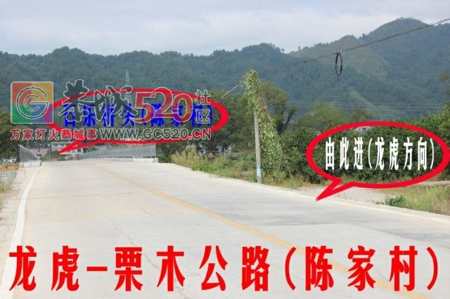 恭城人有眼福了，龙虎乡石乐桥头向日葵开花免费观看962 / 作者:给点阳光就灿烂 / 帖子ID:237817
