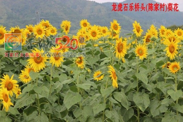 恭城人有眼福了，龙虎乡石乐桥头向日葵开花免费观看726 / 作者:给点阳光就灿烂 / 帖子ID:237817