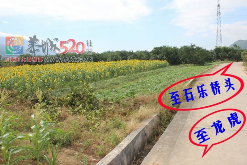 恭城人有眼福了，龙虎乡石乐桥头向日葵开花免费观看382 / 作者:给点阳光就灿烂 / 帖子ID:237817