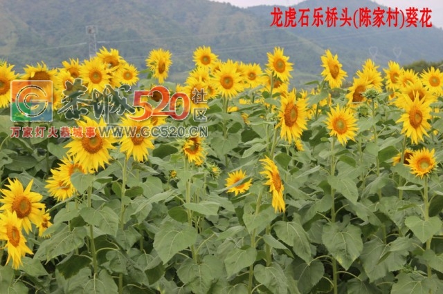 龙虎古镇向日葵花开695 / 作者:龍虎袍哥 / 帖子ID:237823