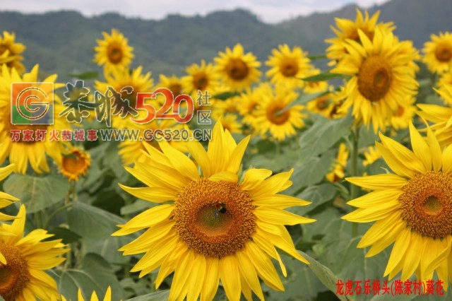 龙虎古镇向日葵花开679 / 作者:龍虎袍哥 / 帖子ID:237823