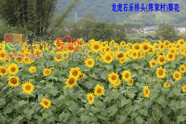 龙虎古镇向日葵花开85 / 作者:龍虎袍哥 / 帖子ID:237823