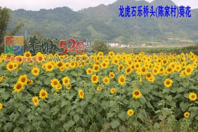 龙虎古镇向日葵花开824 / 作者:龍虎袍哥 / 帖子ID:237823