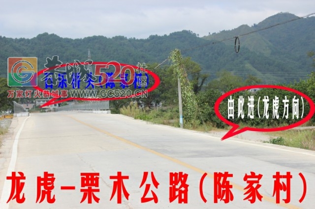 龙虎古镇向日葵花开599 / 作者:龍虎袍哥 / 帖子ID:237823