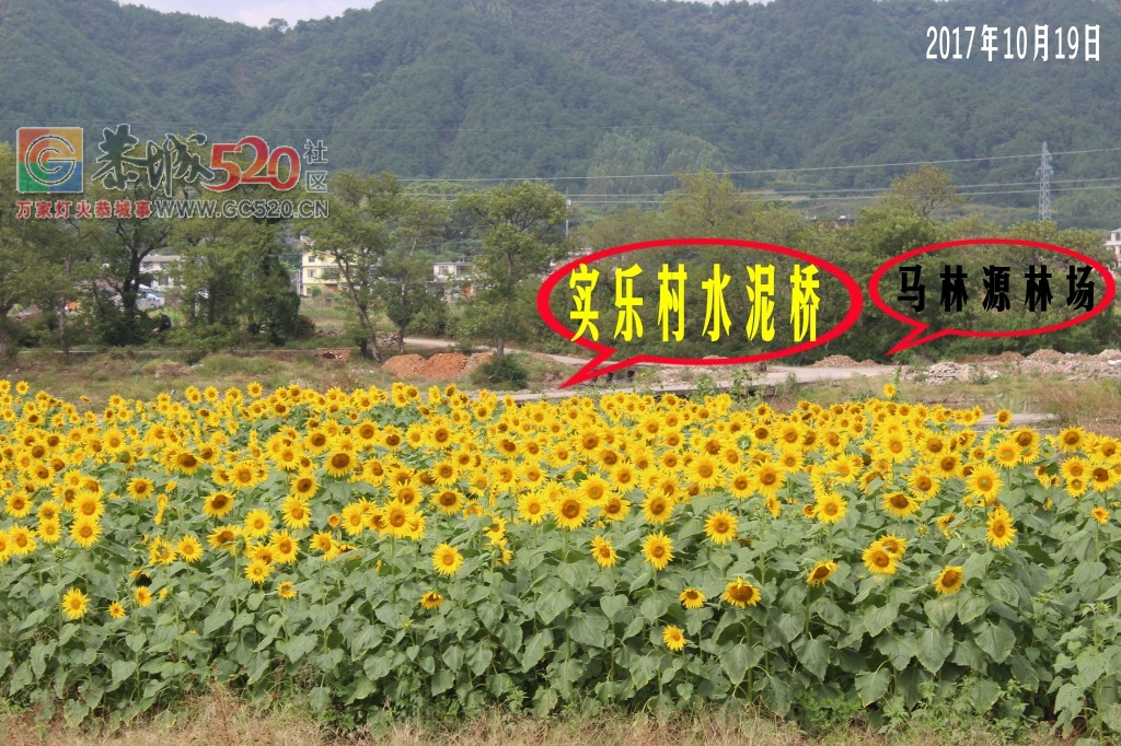 龙虎古镇向日葵花开138 / 作者:龍虎袍哥 / 帖子ID:237823