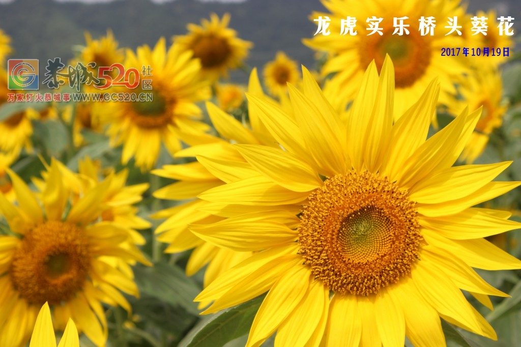 龙虎古镇向日葵花开249 / 作者:龍虎袍哥 / 帖子ID:237823