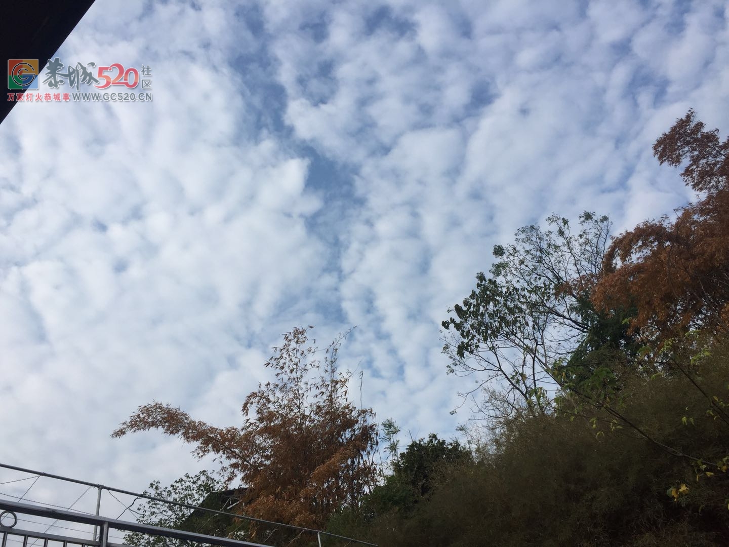 早安，燕子山的云海968 / 作者:卵仔仔 / 帖子ID:237908
