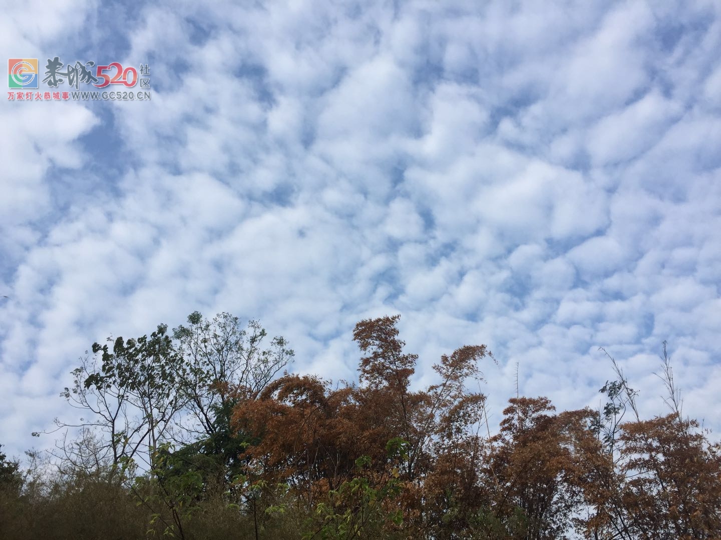 早安，燕子山的云海685 / 作者:卵仔仔 / 帖子ID:237908