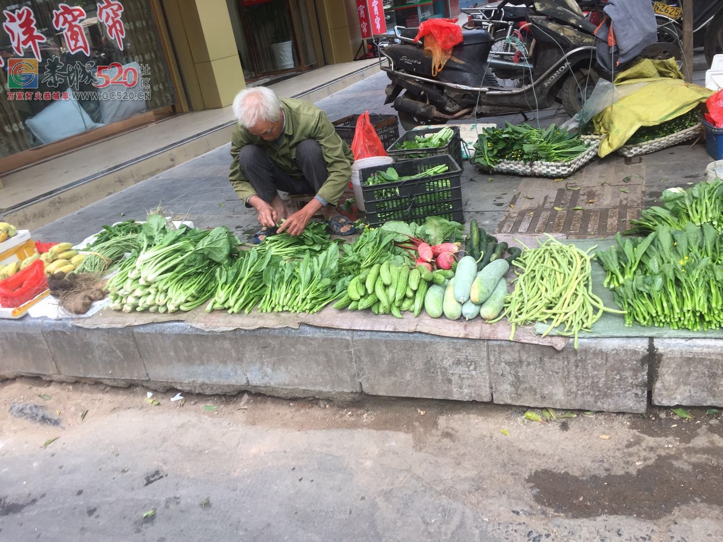 没有他们，哪来我们的一日三餐放心菜？（请善待每一位卖菜老人）874 / 作者:狗婆蛇 / 帖子ID:237957