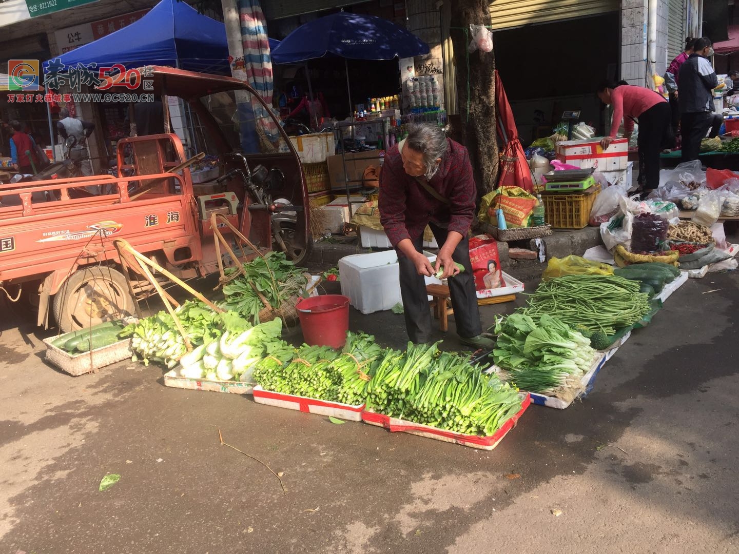 没有他们，哪来我们的一日三餐放心菜？（请善待每一位卖菜老人）669 / 作者:狗婆蛇 / 帖子ID:237957