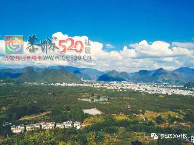 恭城柿子成熟挂满枝头，柿农却愁上心头，“柿贱伤农”盼拓宽销路566 / 作者:丽丽看花 / 帖子ID:237996