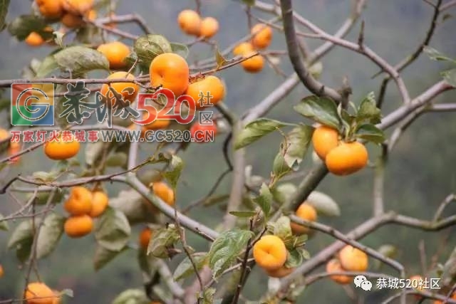 恭城柿子成熟挂满枝头，柿农却愁上心头，“柿贱伤农”盼拓宽销路413 / 作者:丽丽看花 / 帖子ID:237996