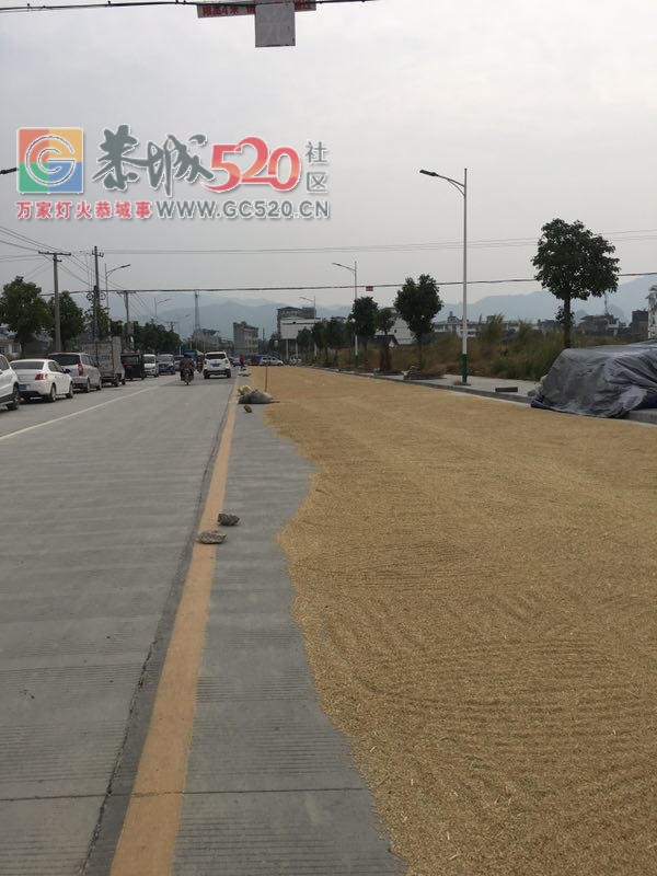 栗木街又爆占道！--谷子占了半条公路589 / 作者:登山涉水 / 帖子ID:237999