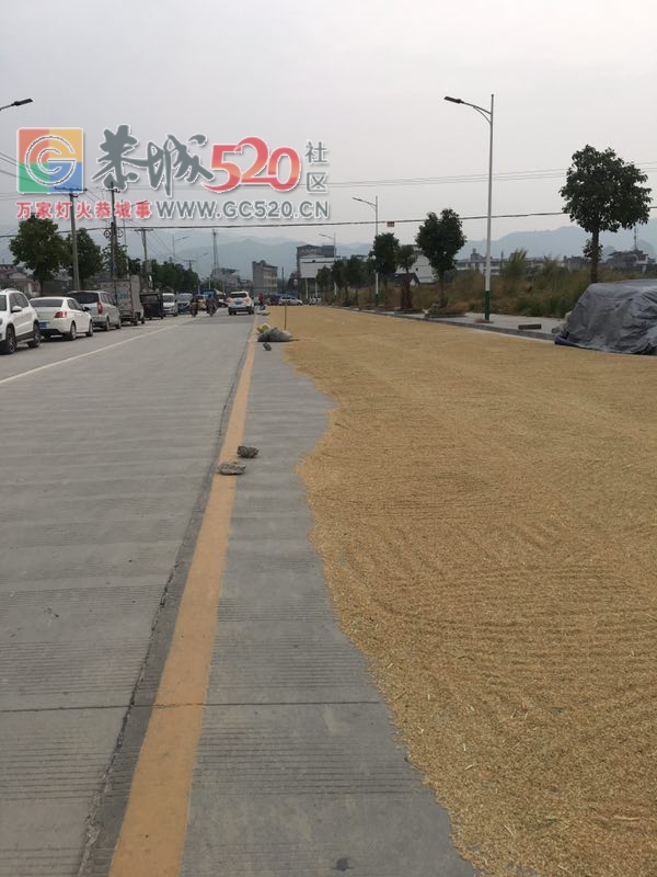栗木街又爆占道！--谷子占了半条公路503 / 作者:登山涉水 / 帖子ID:237999