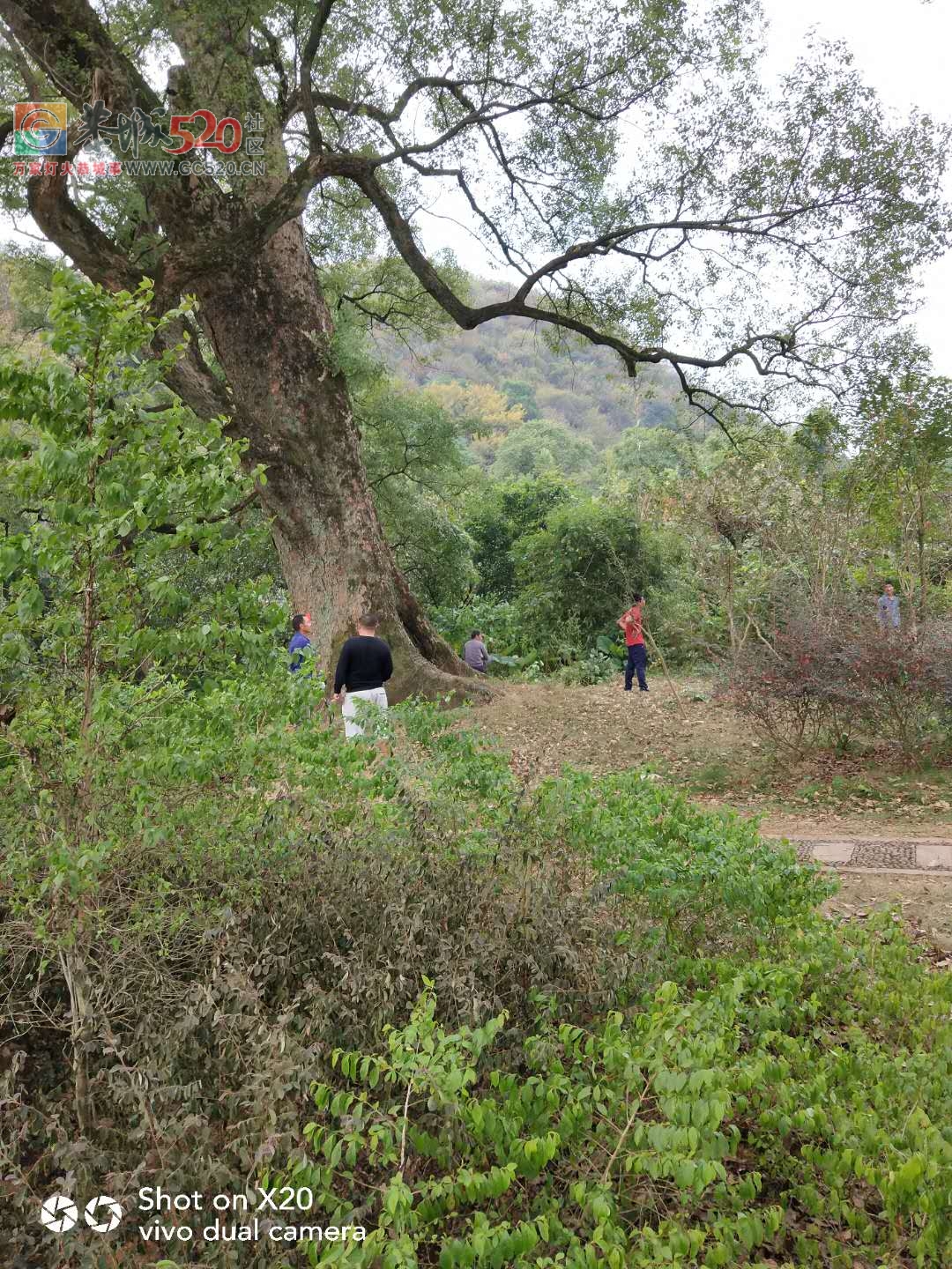 又是一年重阳到，看上岩村村民为9月9活动做准备571 / 作者:登山涉水 / 帖子ID:238004