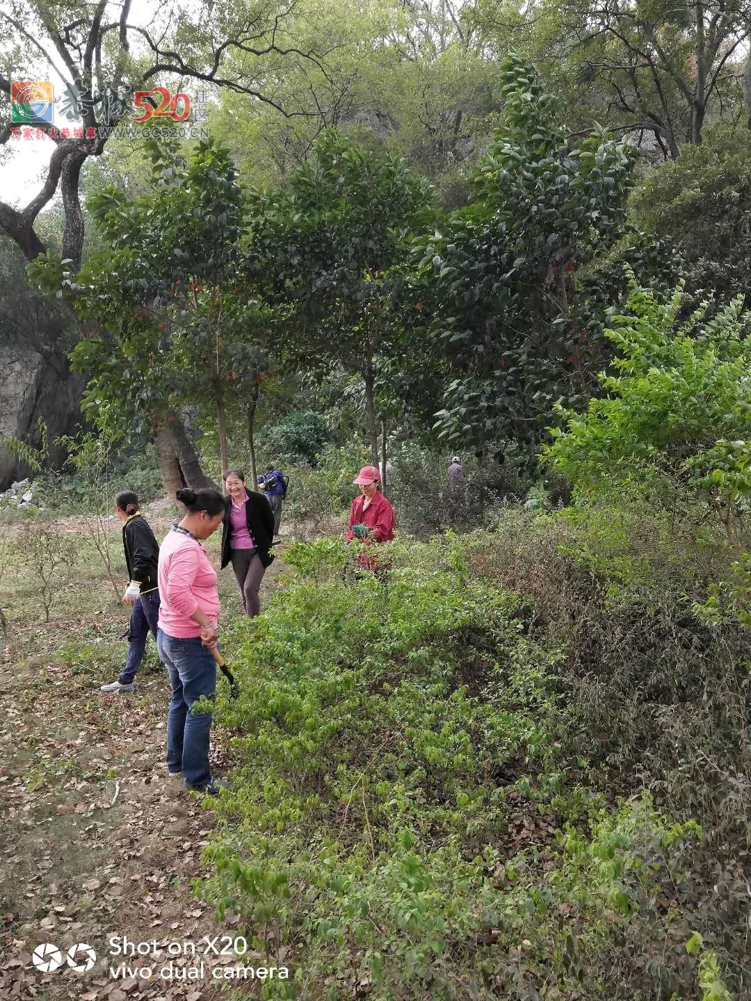 又是一年重阳到，看上岩村村民为9月9活动做准备678 / 作者:登山涉水 / 帖子ID:238004