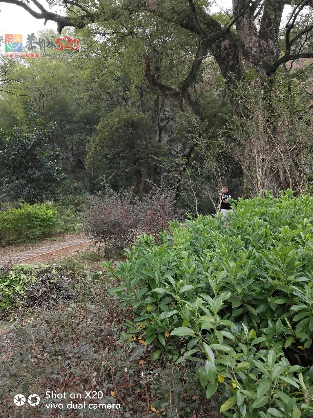 又是一年重阳到，看上岩村村民为9月9活动做准备638 / 作者:登山涉水 / 帖子ID:238004