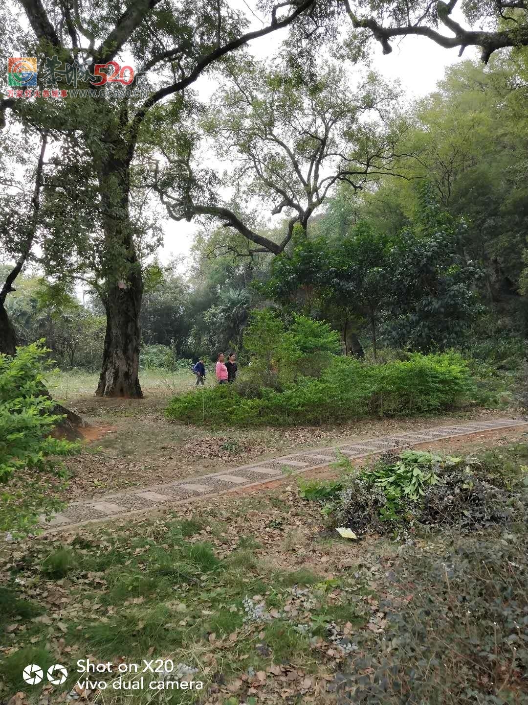 又是一年重阳到，看上岩村村民为9月9活动做准备631 / 作者:登山涉水 / 帖子ID:238004