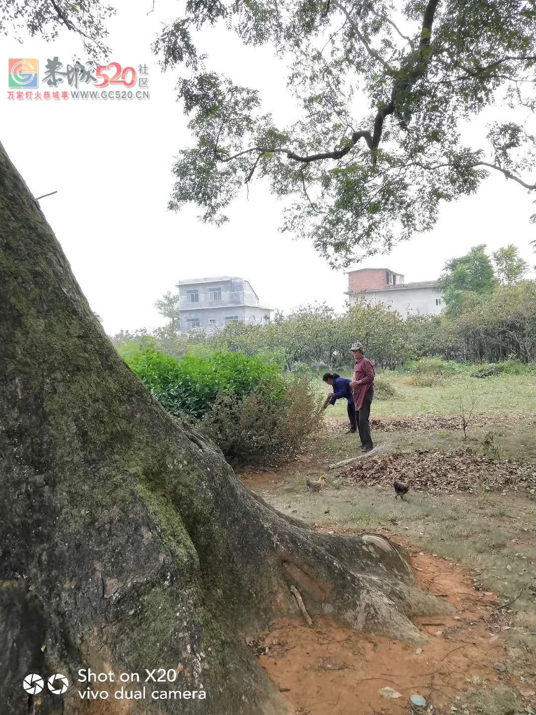 又是一年重阳到，看上岩村村民为9月9活动做准备961 / 作者:登山涉水 / 帖子ID:238004