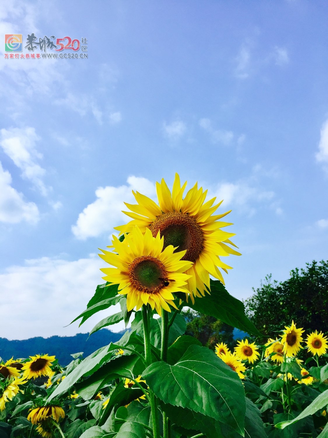 龙虎古镇向日葵花开575 / 作者:龍虎袍哥 / 帖子ID:237823