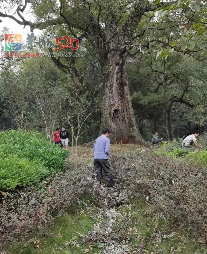【恭城】嘉会上岩村重阳节“尊老敬老”活动正在紧锣密鼓的筹备中336 / 作者:儿时的回忆 / 帖子ID:238041