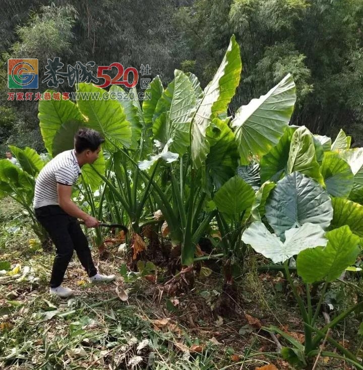 【恭城】嘉会上岩村重阳节“尊老敬老”活动正在紧锣密鼓的筹备中502 / 作者:儿时的回忆 / 帖子ID:238041