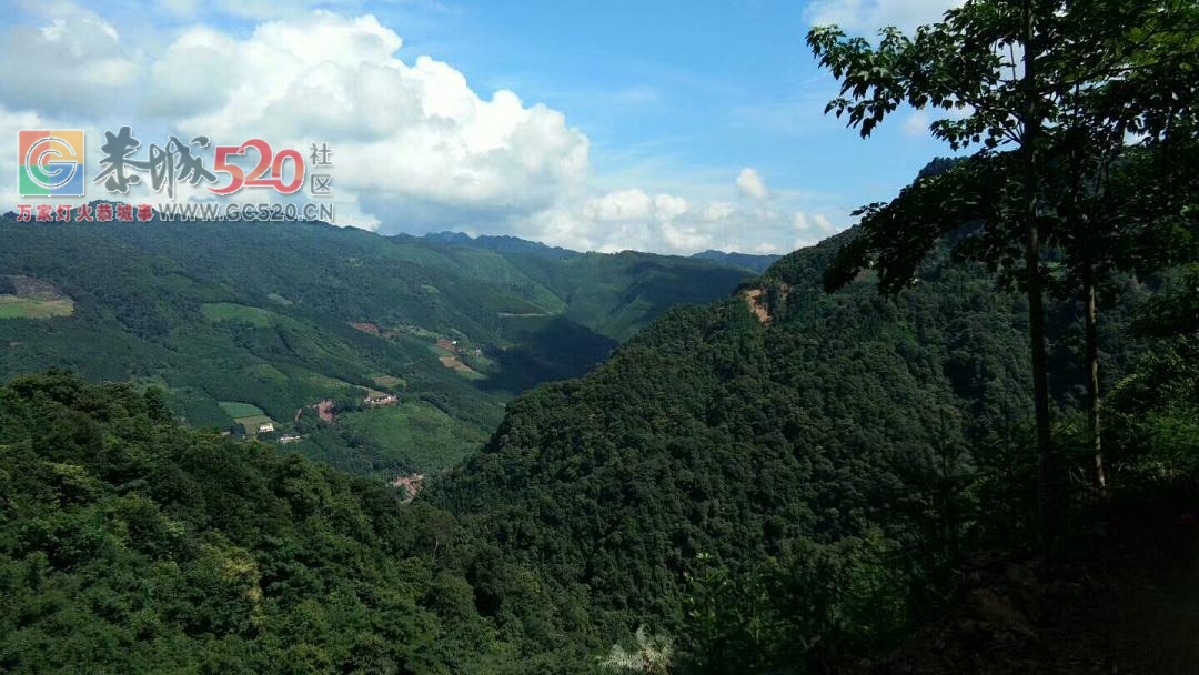 恭城西岭东面瑶山黄笋干、八角、木耳、野生毛栗批发、零售304 / 作者:我向快乐出发 / 帖子ID:238106