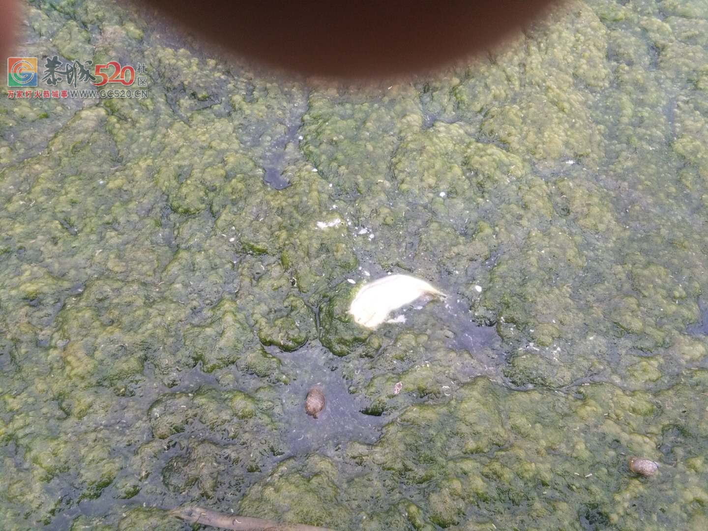 六岭河段刚由黄转清，又出现大量死鱼！！342 / 作者:边吃边拉 / 帖子ID:238123