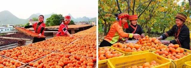 利害了！广西认定23个农业示范区，我大恭城居首位！！124 / 作者:脚踏实地 / 帖子ID:238181