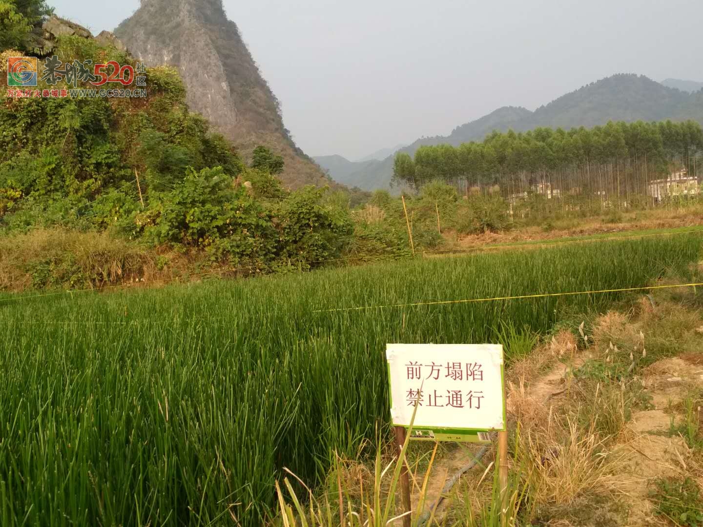 关于栗木镇大合马鞍山村天坑，政府已采取措施。67 / 作者:小夏天 / 帖子ID:238183