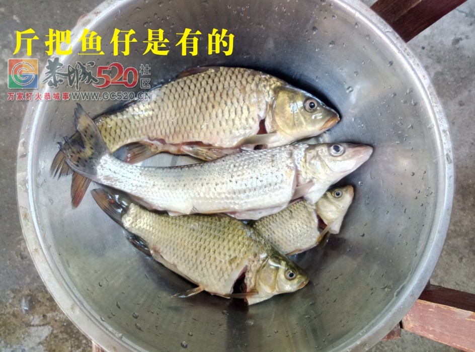 风大水消太阳晒渔获不佳 MDG383 / 作者:MDG / 帖子ID:238256