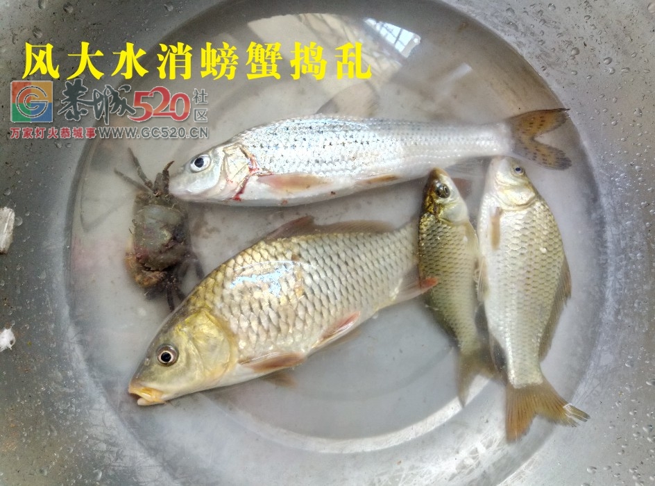 风大水消太阳晒渔获不佳 MDG154 / 作者:MDG / 帖子ID:238256