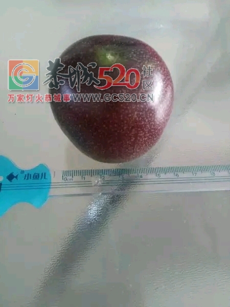 酸酸甜甜的现摘百香果出售649 / 作者:871225215 / 帖子ID:238288