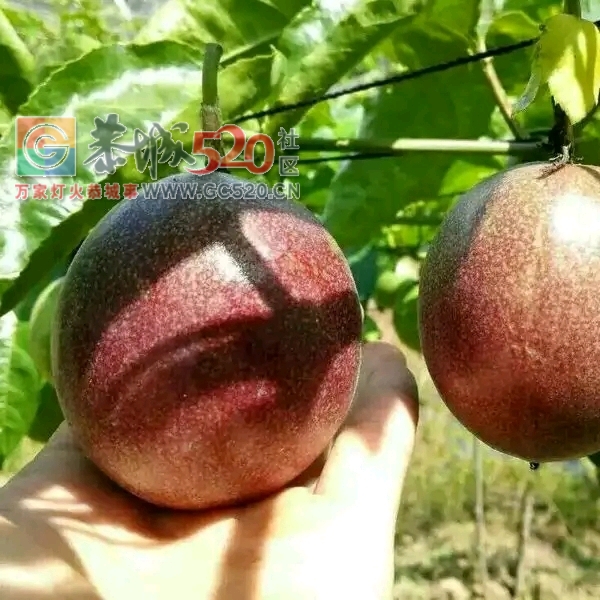 酸酸甜甜的现摘百香果出售321 / 作者:871225215 / 帖子ID:238288