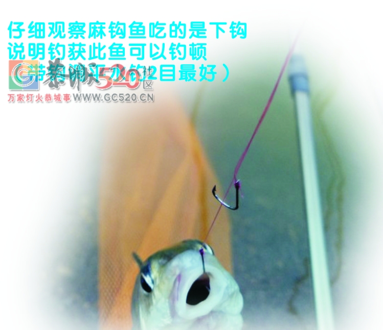 风大水消太阳晒渔获不佳 MDG256 / 作者:MDG / 帖子ID:238256